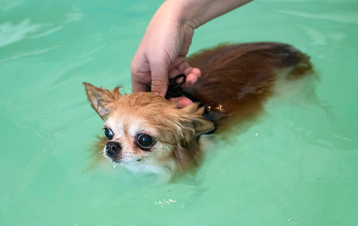Chihuahua re-education in hydrotherapy swimming pool