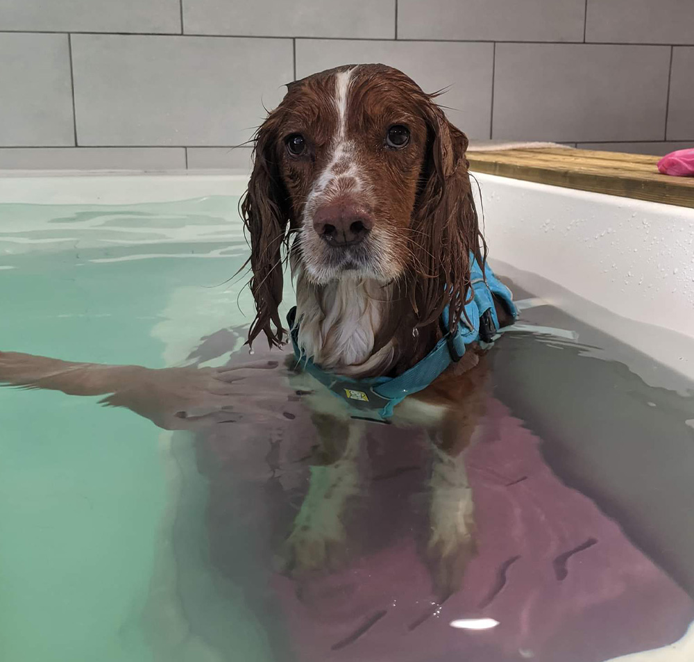 About Canine Rehab Centre Dog hydrotherapy East Midlands